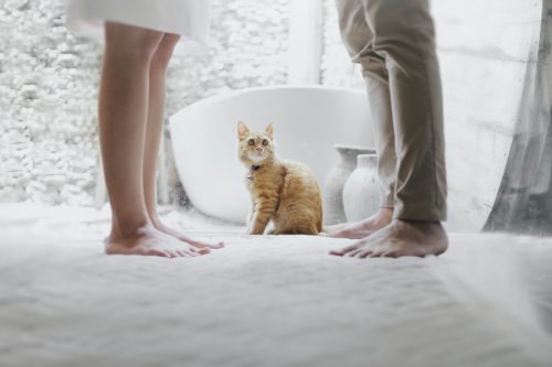A curious orange cat sits on a bed gazing upwards, flanked by the lower halves of two humans standing opposite each other, discussing their same sex divorce in New York, with a backdrop of a