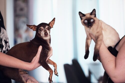 two people holding cat and dog